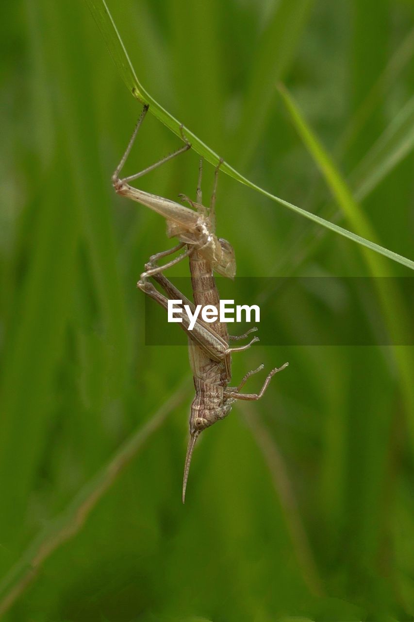 close-up of insect on plant