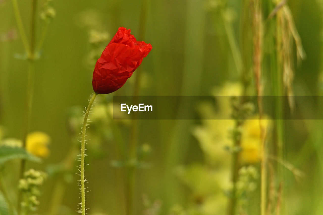 CLOSE-UP OF RED POPPY FLOWER ON LAND