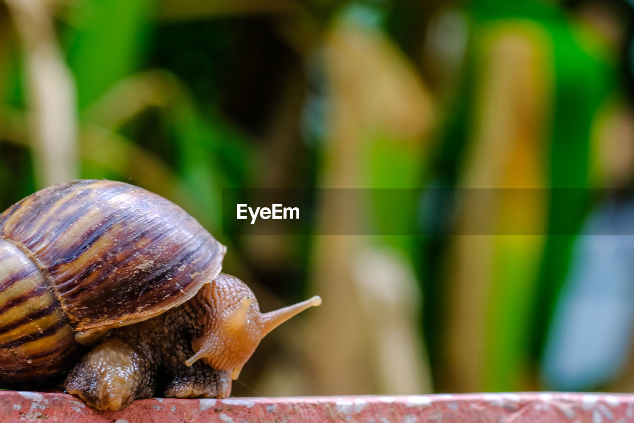 CLOSE-UP OF SNAIL ON A BLURRED BACKGROUND