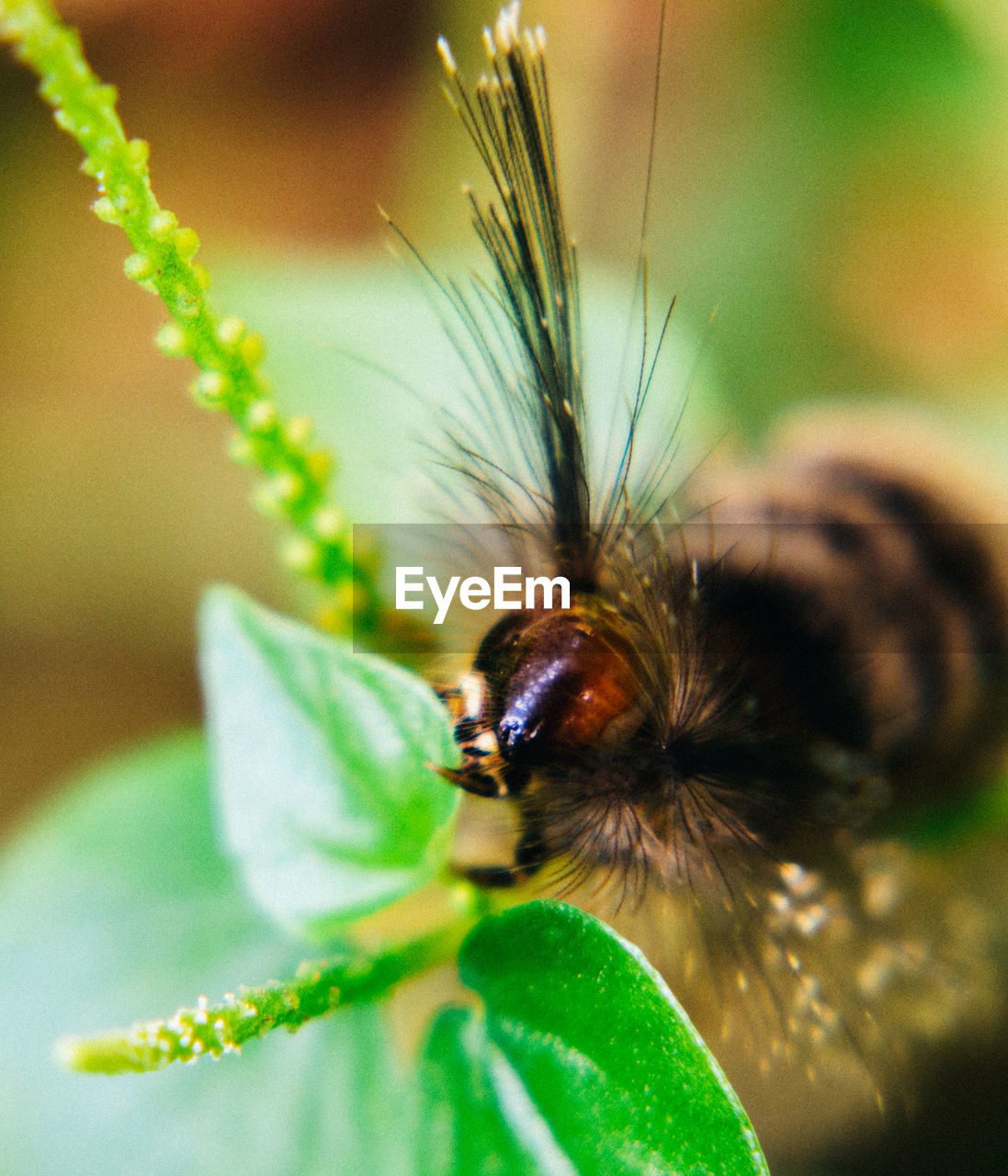 Close-up of insect feeding on leaf