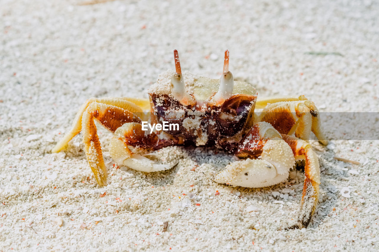 Close-up of crab on sand