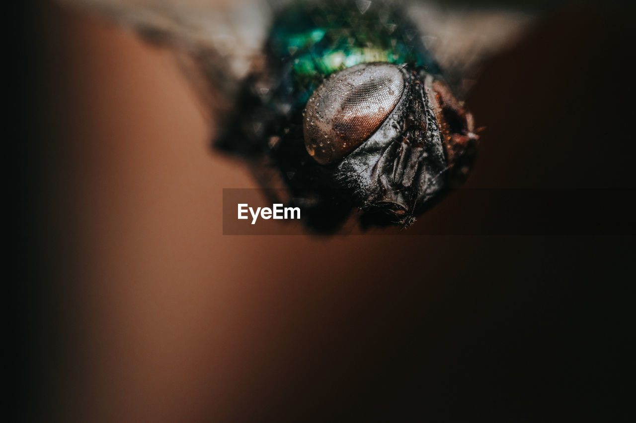 Close-up of fly