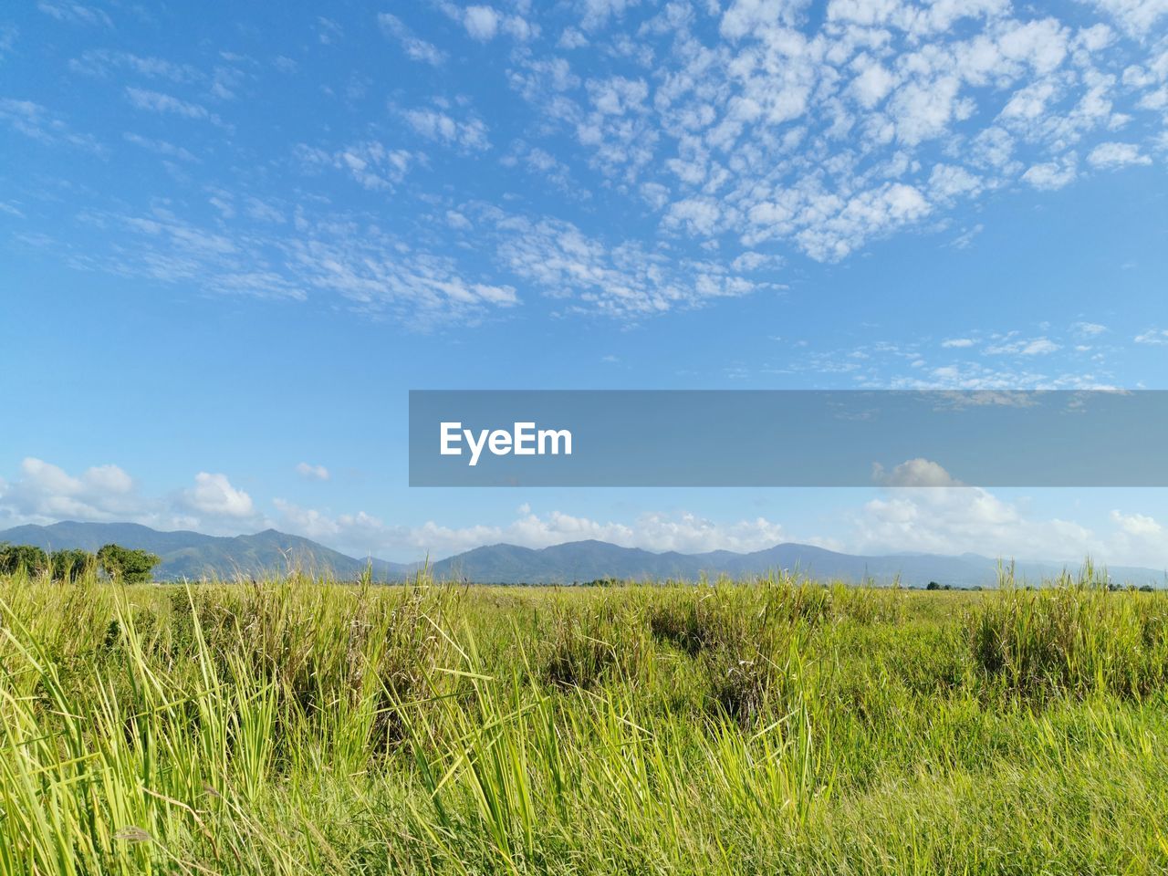 View of the northern range from the caroni plains in central trinidad on news years morning 2022.