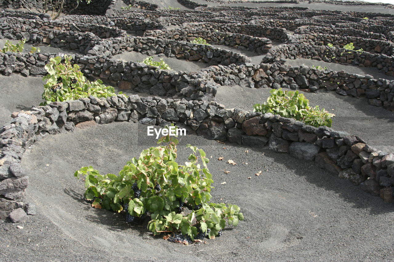 HIGH ANGLE VIEW OF PLANTS GROWING ON FARM