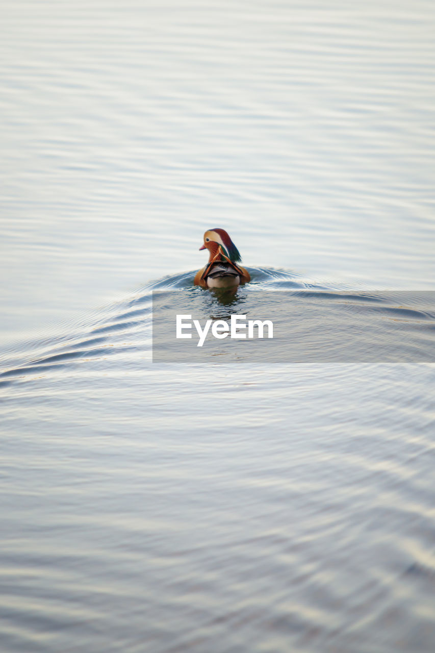 View of bird swimming in lake