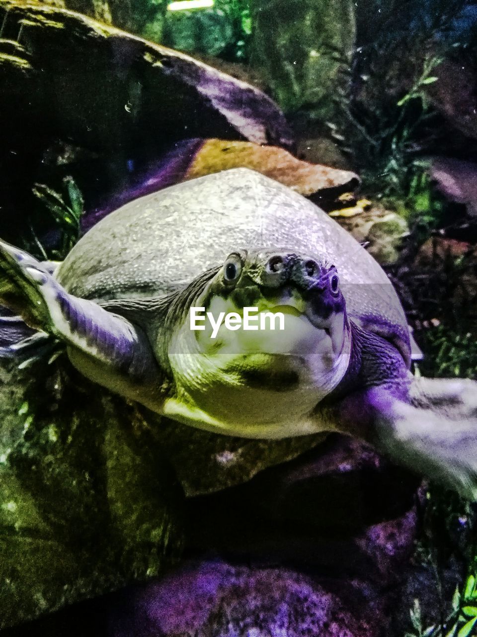 animal, animal themes, one animal, close-up, vertebrate, animals in the wild, plant, animal wildlife, nature, purple, no people, amphibian, flower, water, beauty in nature, flowering plant, frog, day, growth, marine, animal eye