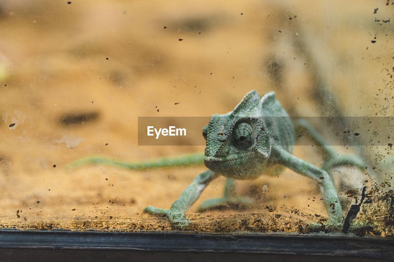 View of a flap-neck chameleon in a glass cage