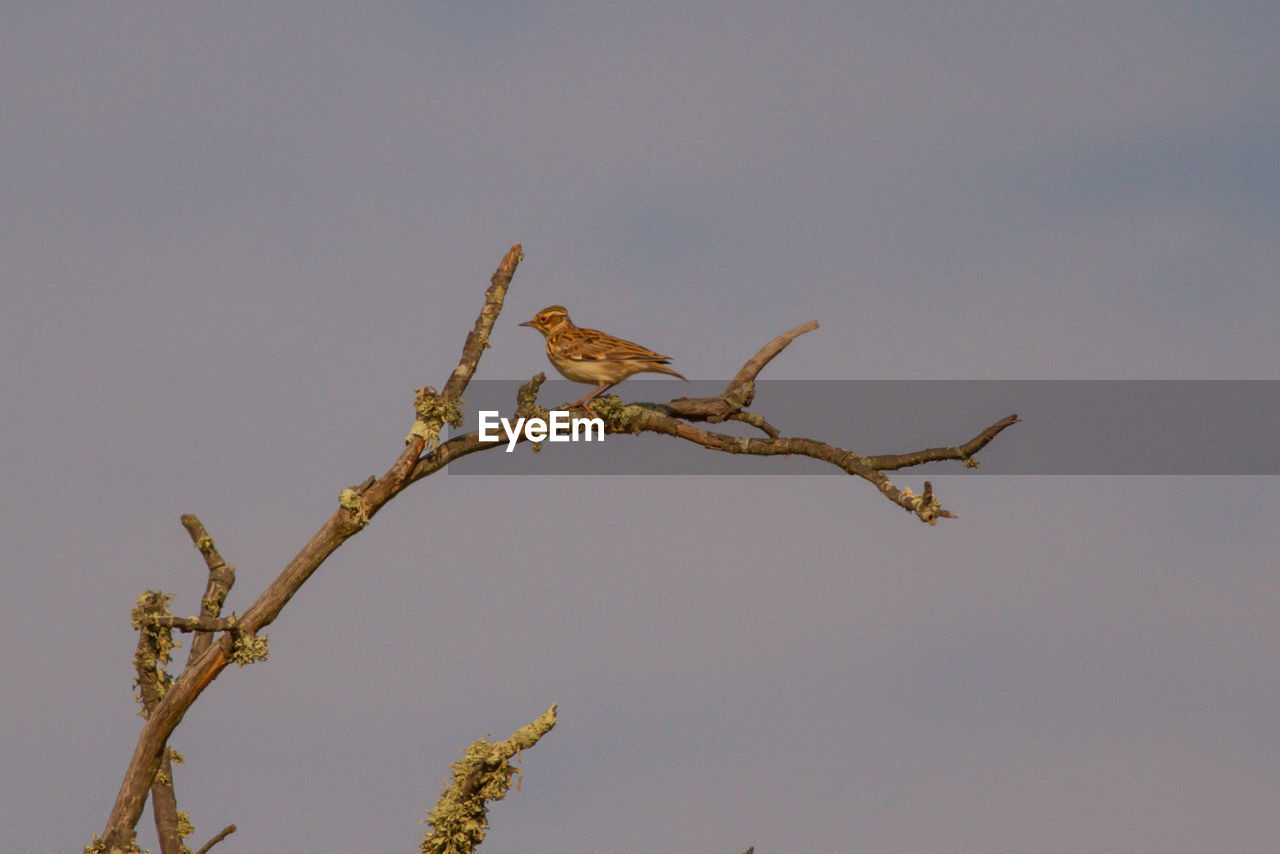 LOW ANGLE VIEW OF BIRD PERCHING ON PLANT