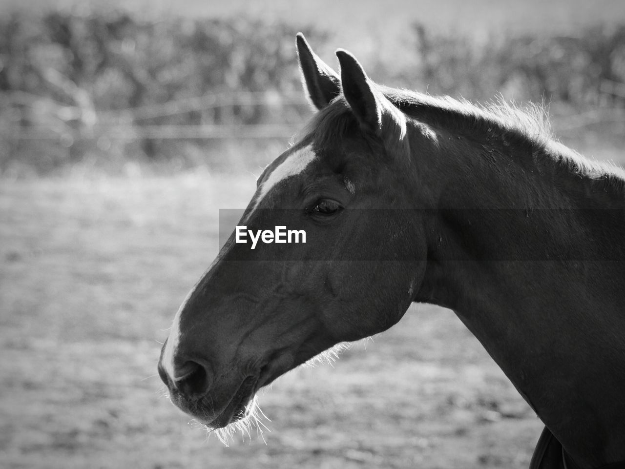 Close-up of horse standing at barn