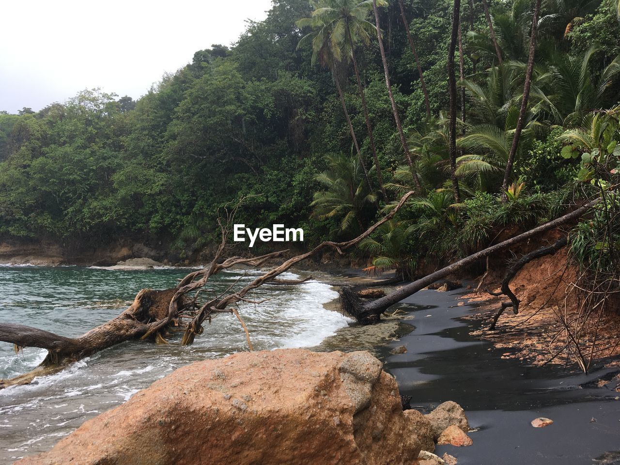 SCENIC VIEW OF RIVER AGAINST TREES