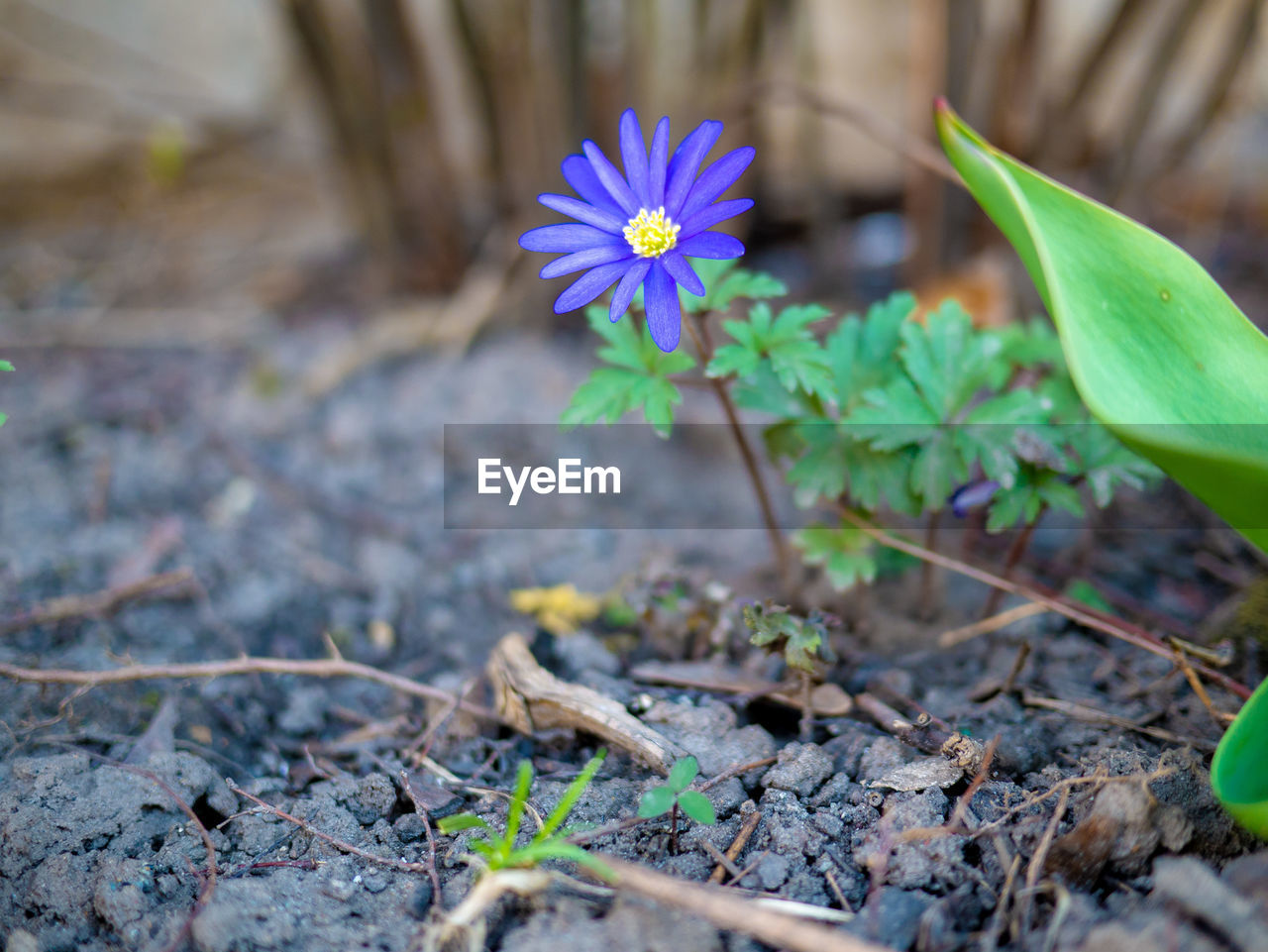 Close-up of purple flowering plant on field