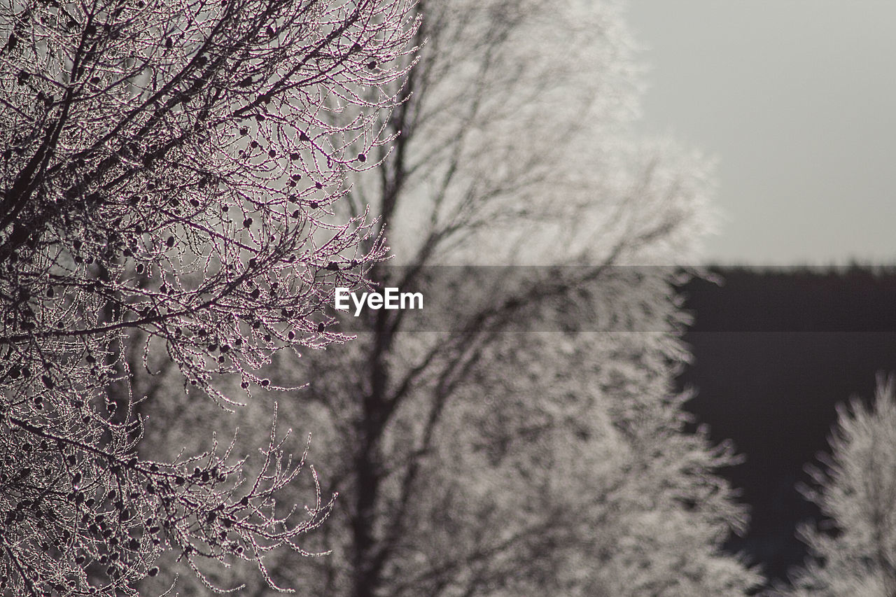 View of trees on snow covered land