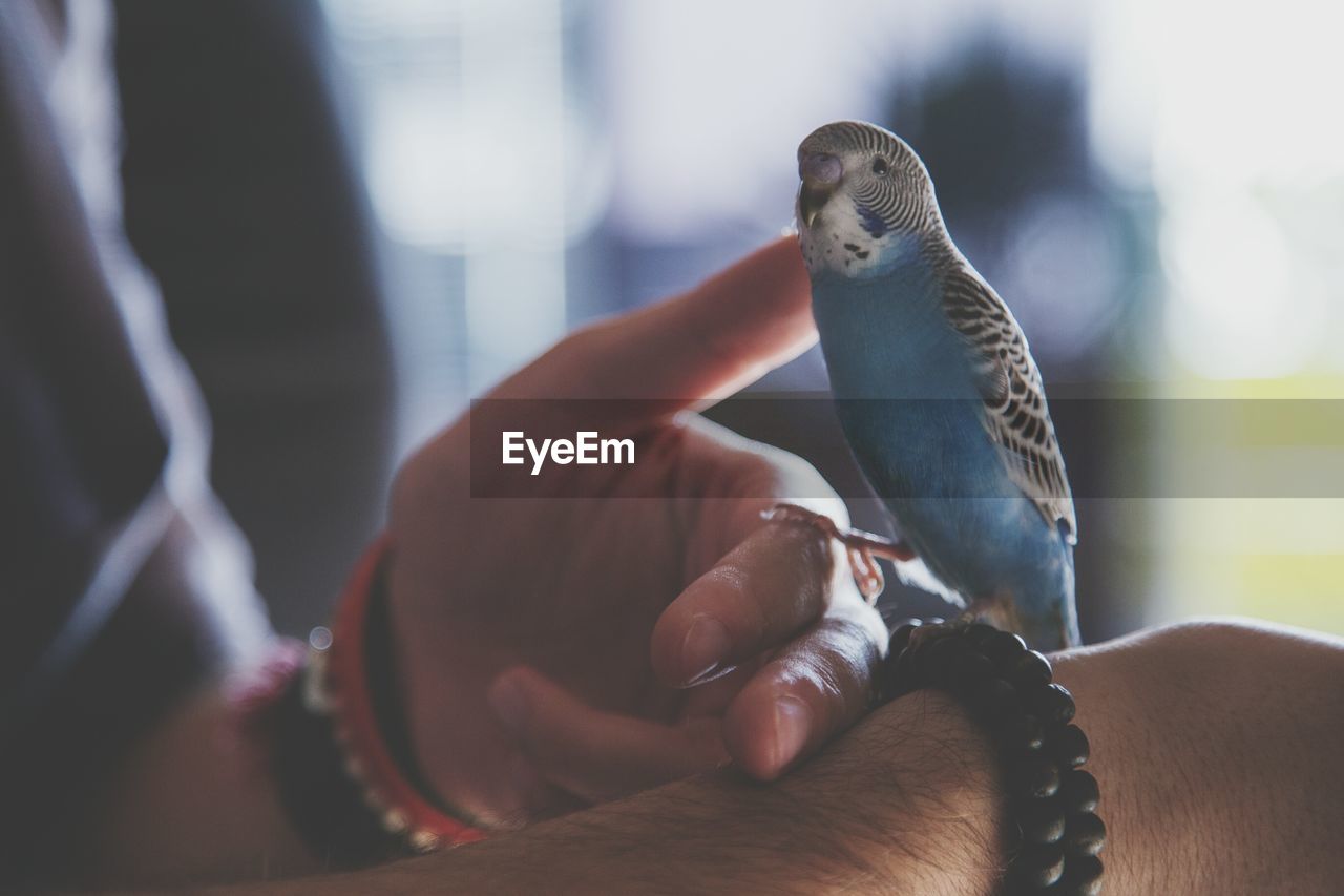 Budgerigar perching on man hand