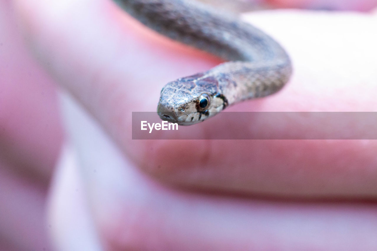 EXTREME CLOSE-UP OF PINK EYE
