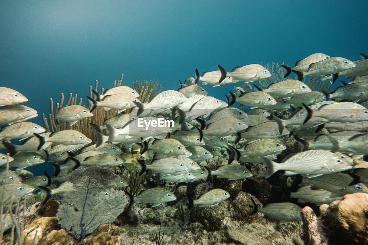 View of fishes in sea