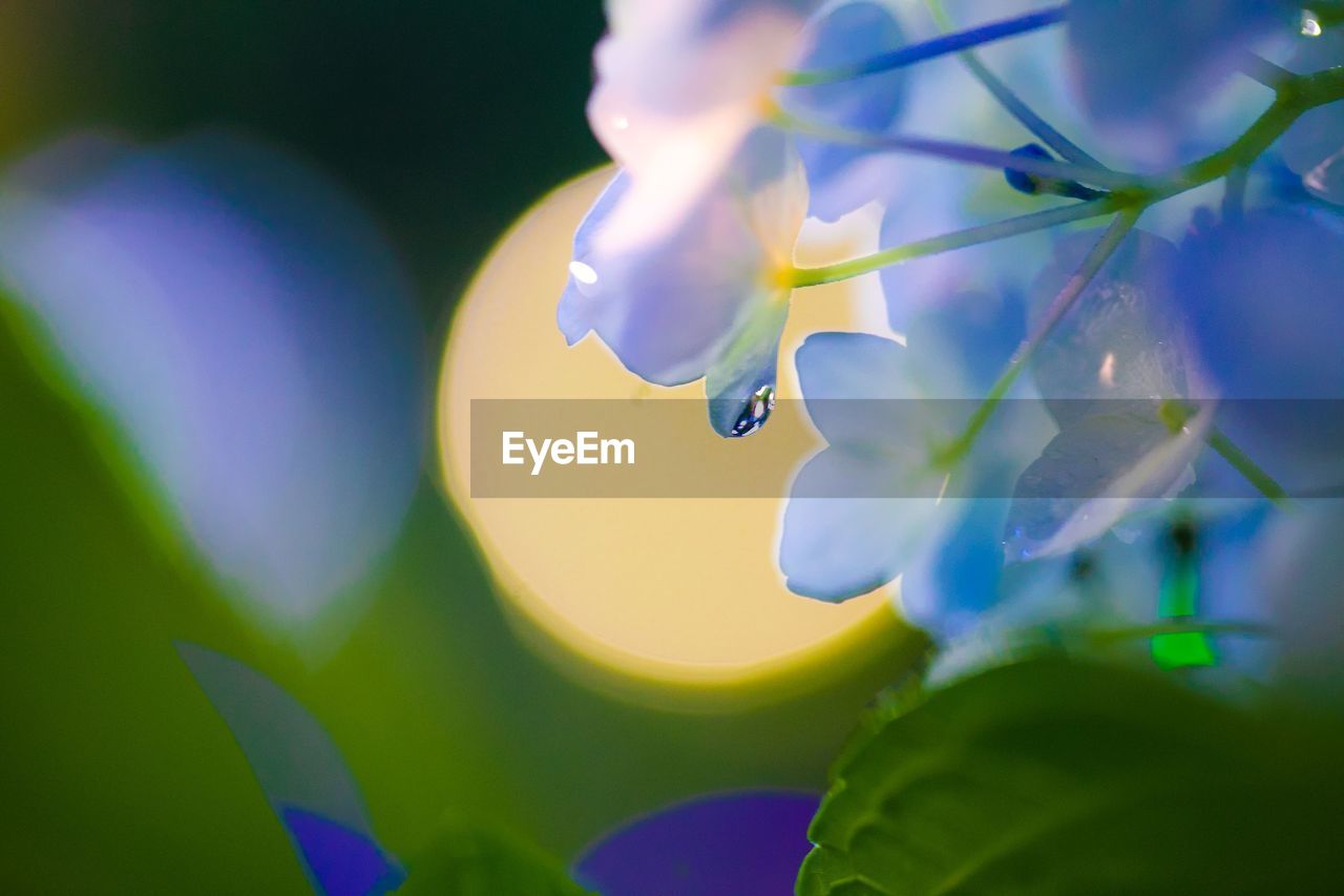 CLOSE-UP OF PURPLE FLOWERING PLANT AGAINST BLURRED BACKGROUND