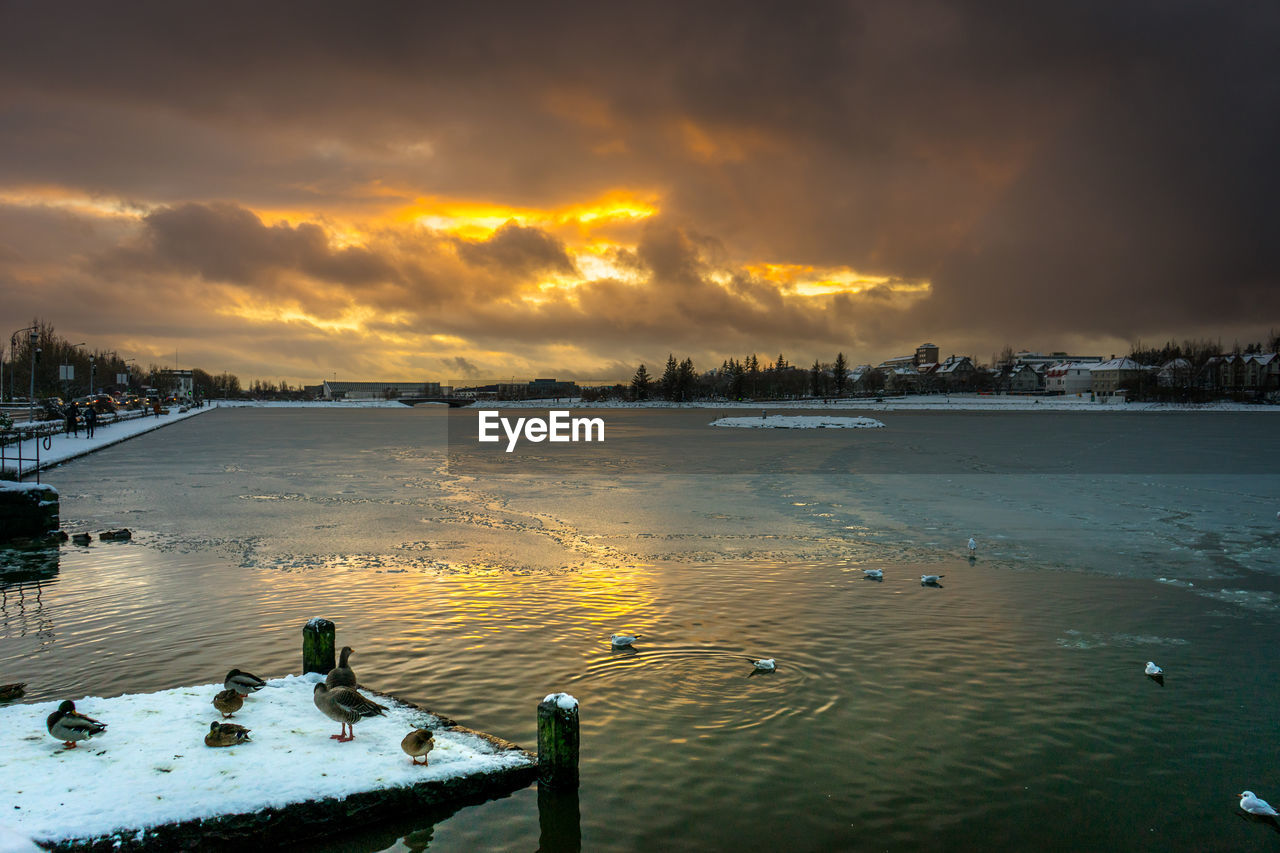 Ducks swimming on a thawed section of a frozen lake in reykjavik