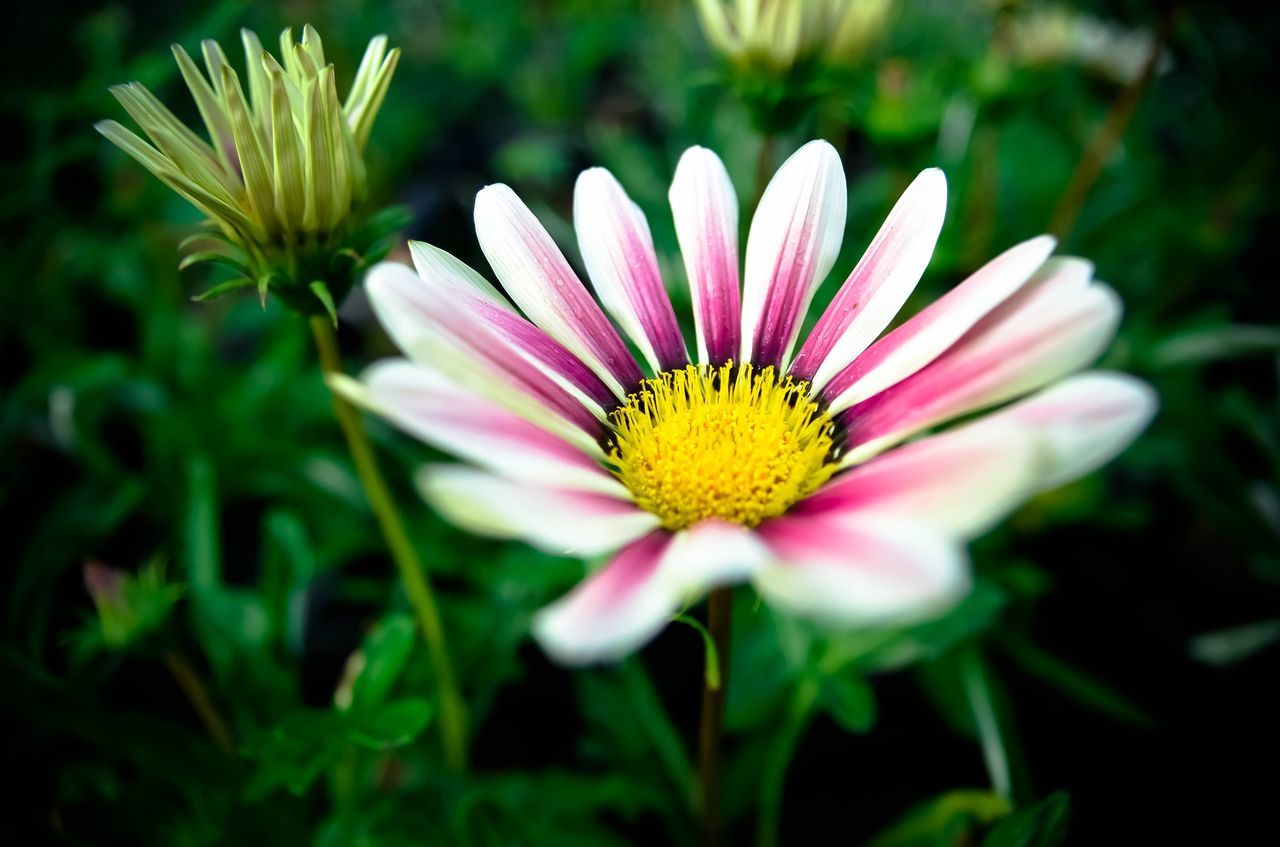 Close-up of pink flower