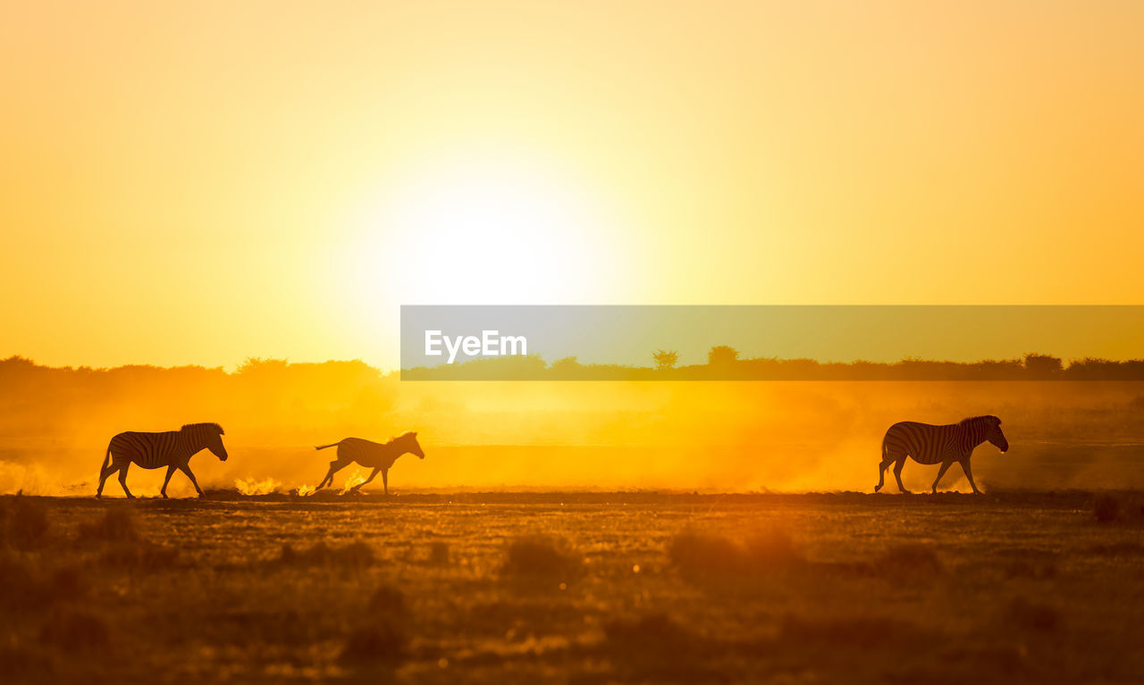 SILHOUETTE HORSES ON FIELD AGAINST ORANGE SKY