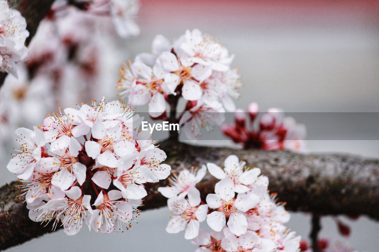 Macro photo of white flowers of blossominng cherry blossom or sakura tree with blooming petals.