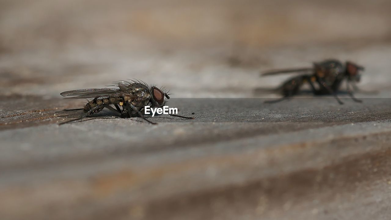 CLOSE-UP OF HOUSEFLY