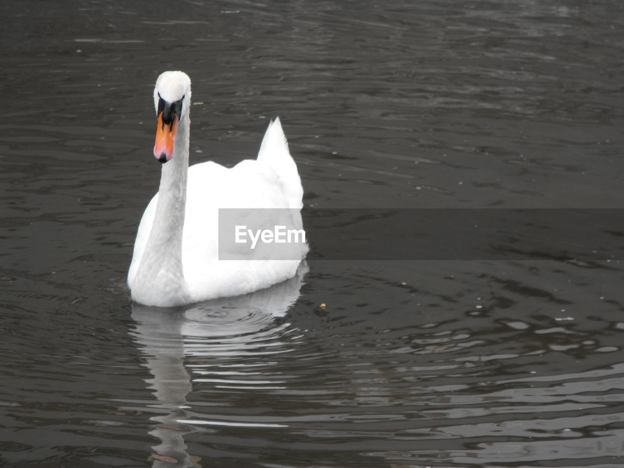 Swan swimming in lake