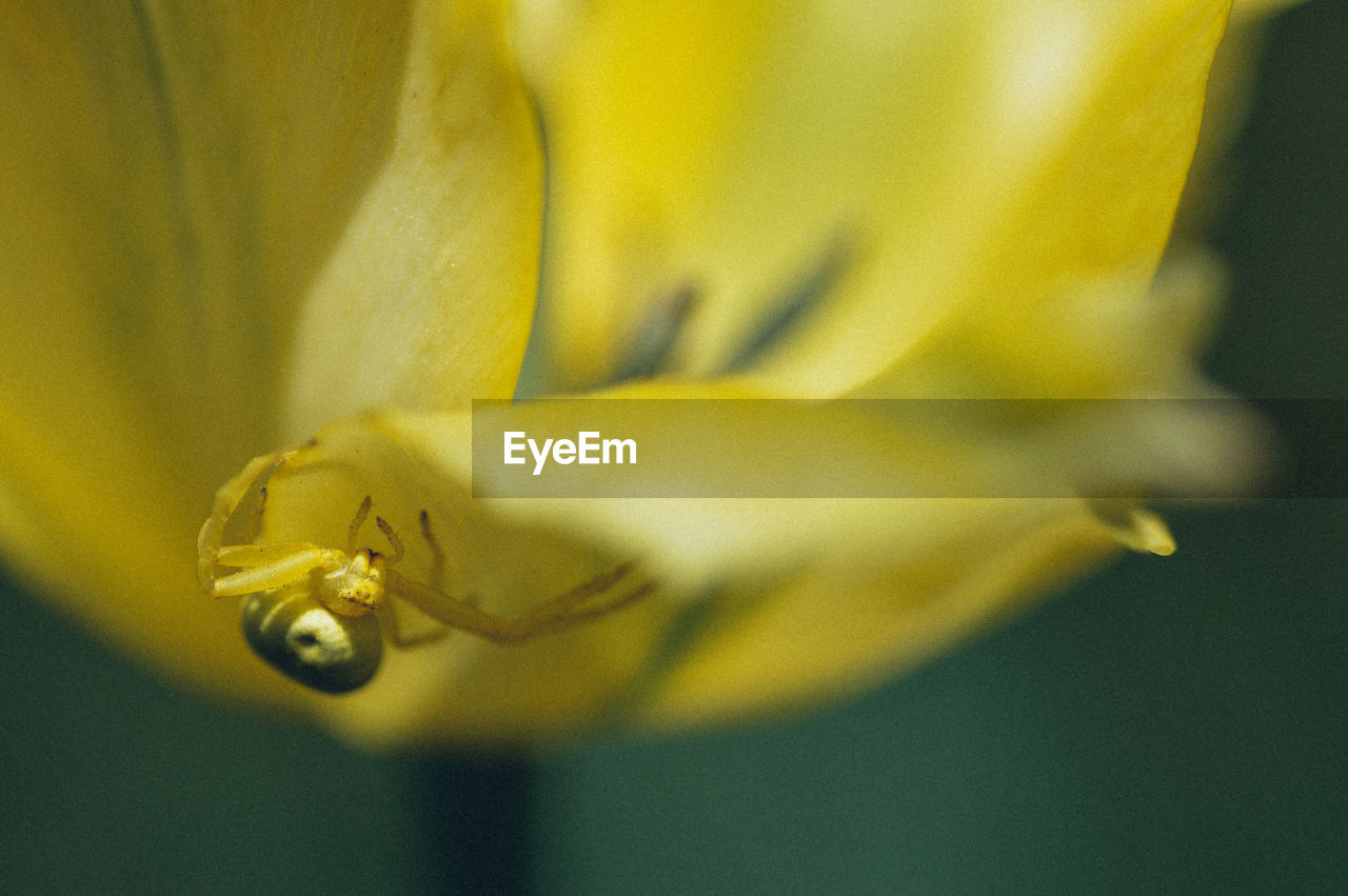 Close-up of yellow flower head