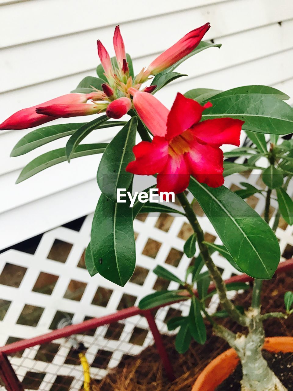 LOW ANGLE VIEW OF RED FLOWERS