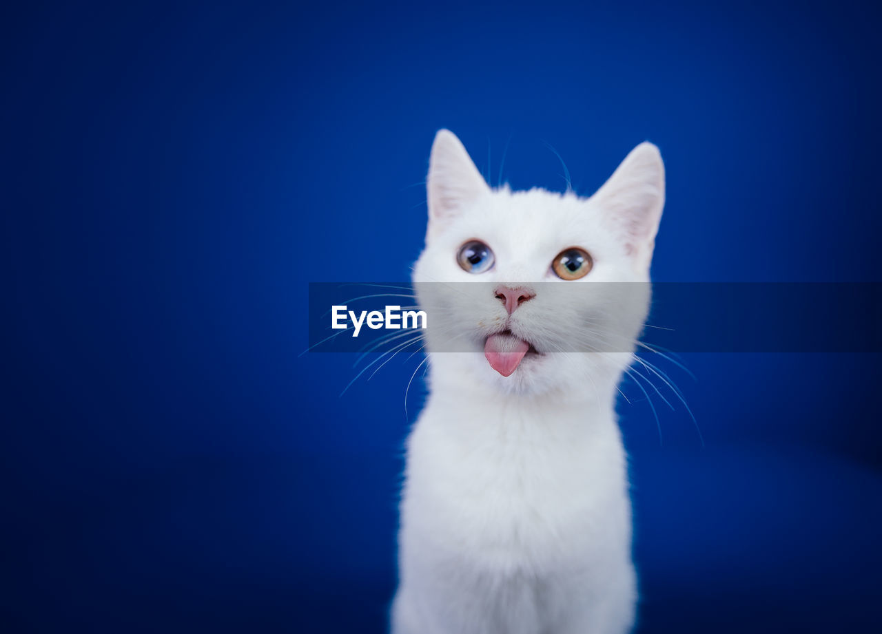 CLOSE-UP PORTRAIT OF A WHITE CAT