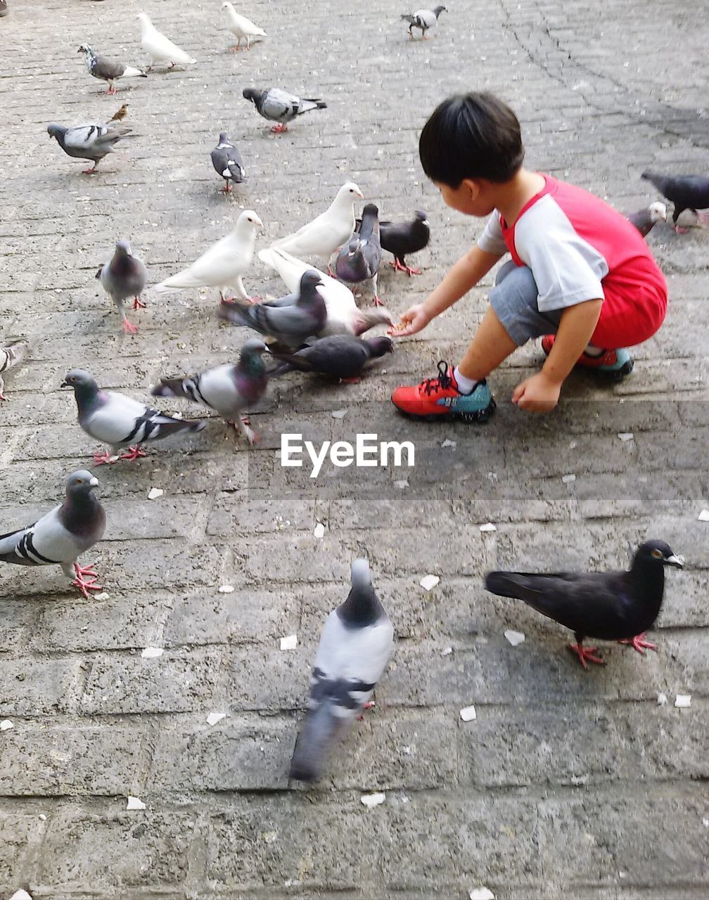 High angle view of boy having fun amidst pigeons on pathway