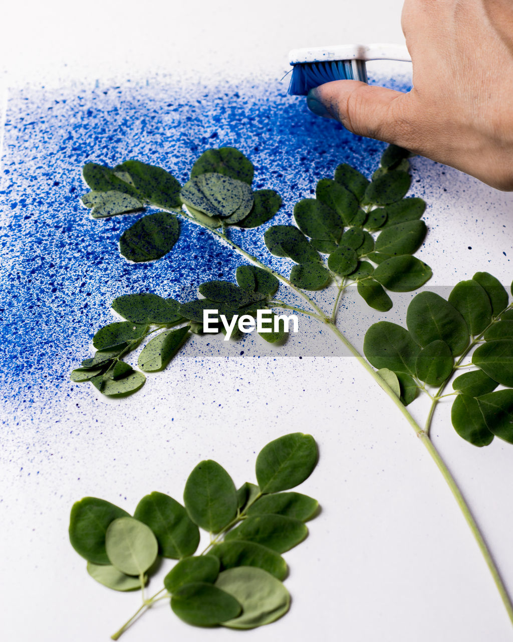 Spray painting moringa leaves