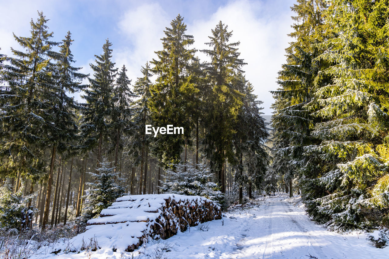 tree, snow, plant, winter, cold temperature, coniferous tree, forest, land, pine tree, pinaceae, nature, environment, beauty in nature, landscape, scenics - nature, pine woodland, sky, wilderness, non-urban scene, cloud, woodland, spruce, mountain, tranquility, no people, tranquil scene, natural environment, travel, fir, ridge, outdoors, day, travel destinations, white, frozen, evergreen tree, sunlight, tourism, blue, footpath