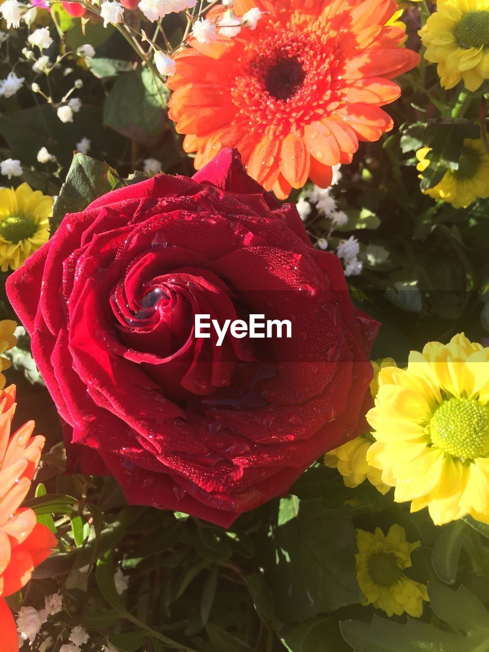 CLOSE-UP OF RED ROSE BLOOMING OUTDOORS