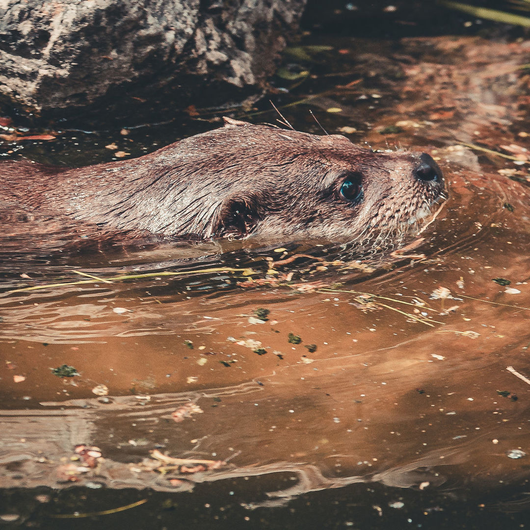 animal themes, animal wildlife, animal, wildlife, one animal, water, mammal, nature, no people, underwater, sea, marine mammal, swimming, animal body part, outdoors, day, animal head, otter, portrait, harbor seal, wet