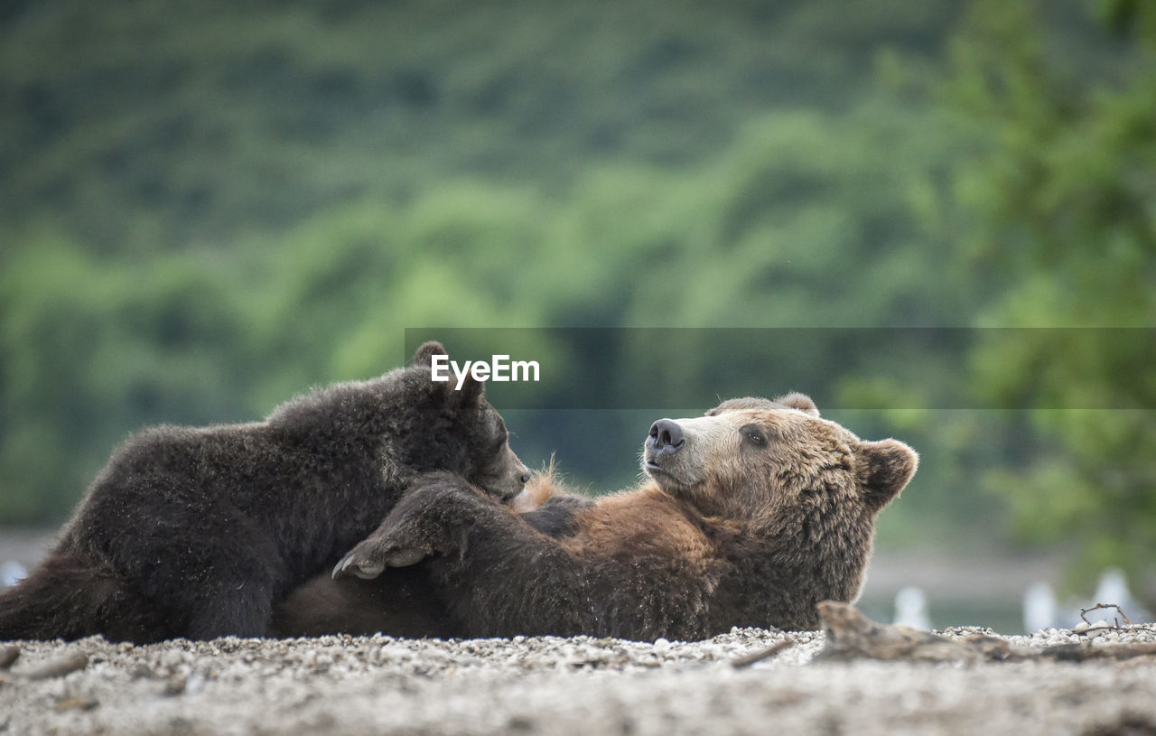 Close-up of bears on field