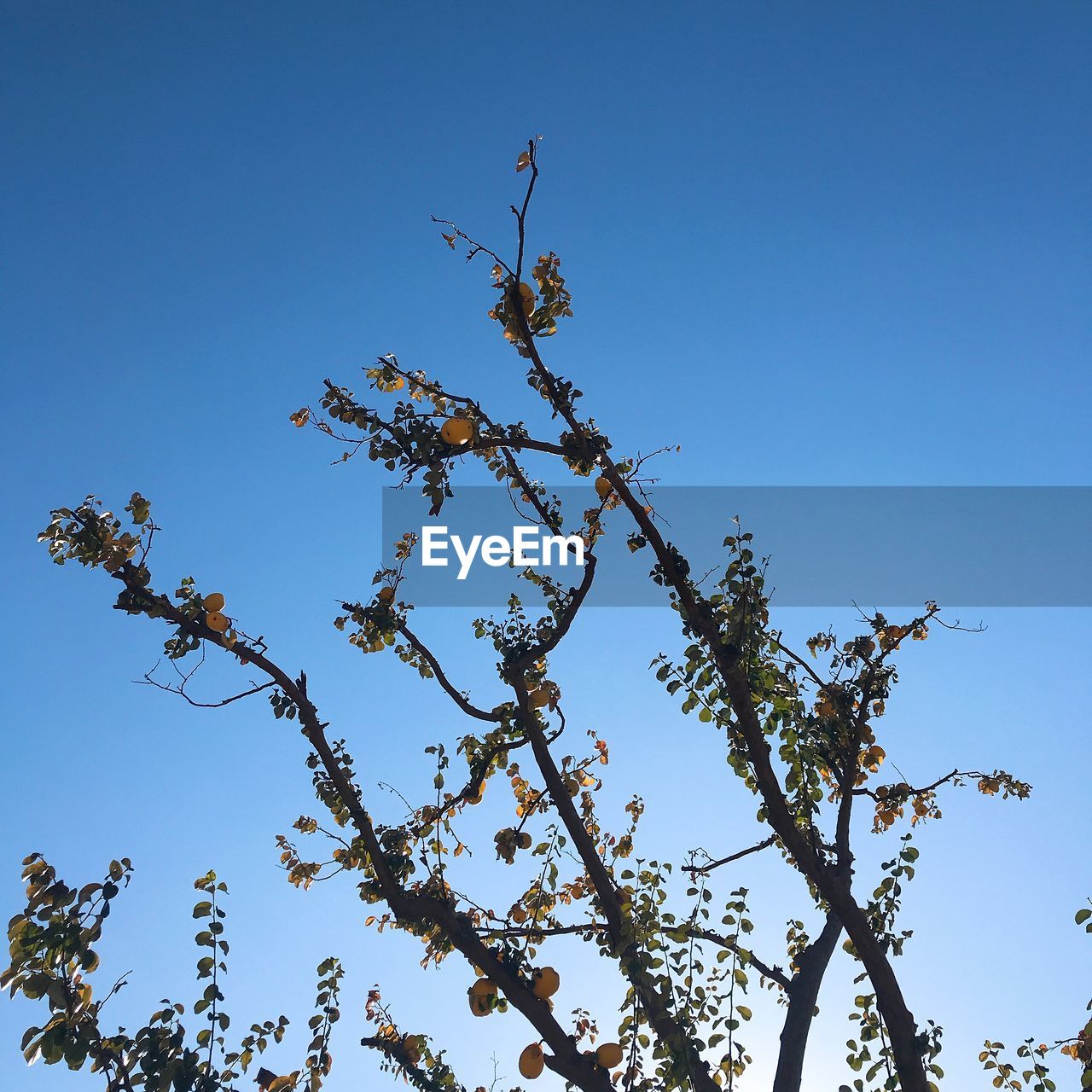 LOW ANGLE VIEW OF TREES AGAINST CLEAR BLUE SKY