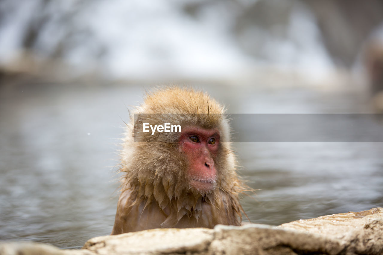 Close-up of monkey looking away in hot spring during winter