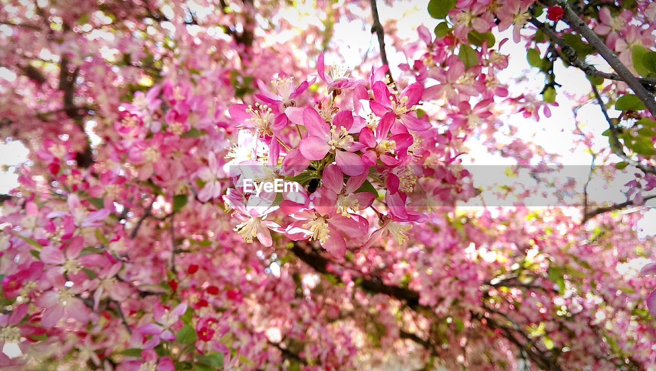 Low angle view of pink flowers blooming on tree