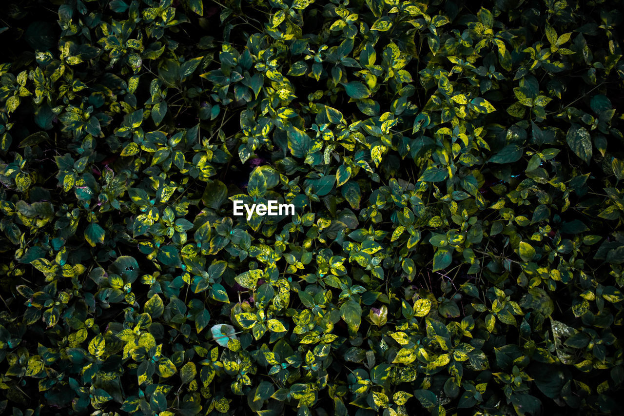 Full frame shot of leaves on plant