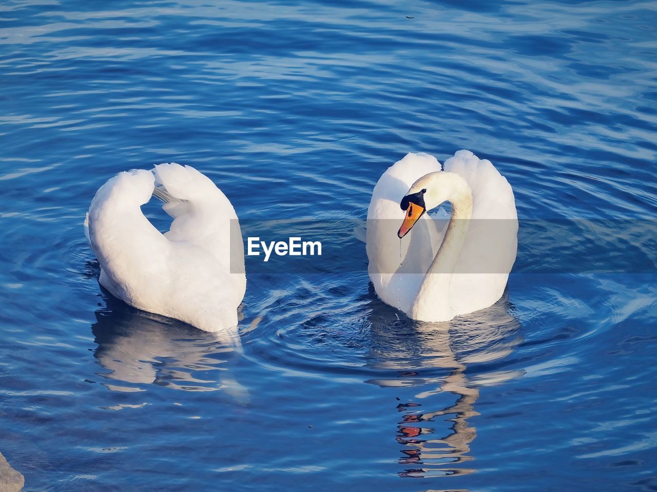 water, animal themes, animal wildlife, wildlife, swan, animal, bird, group of animals, swimming, no people, nature, two animals, lake, beak, day, white, mute swan, water bird, ducks, geese and swans, reflection, togetherness, high angle view, outdoors, rippled, beauty in nature