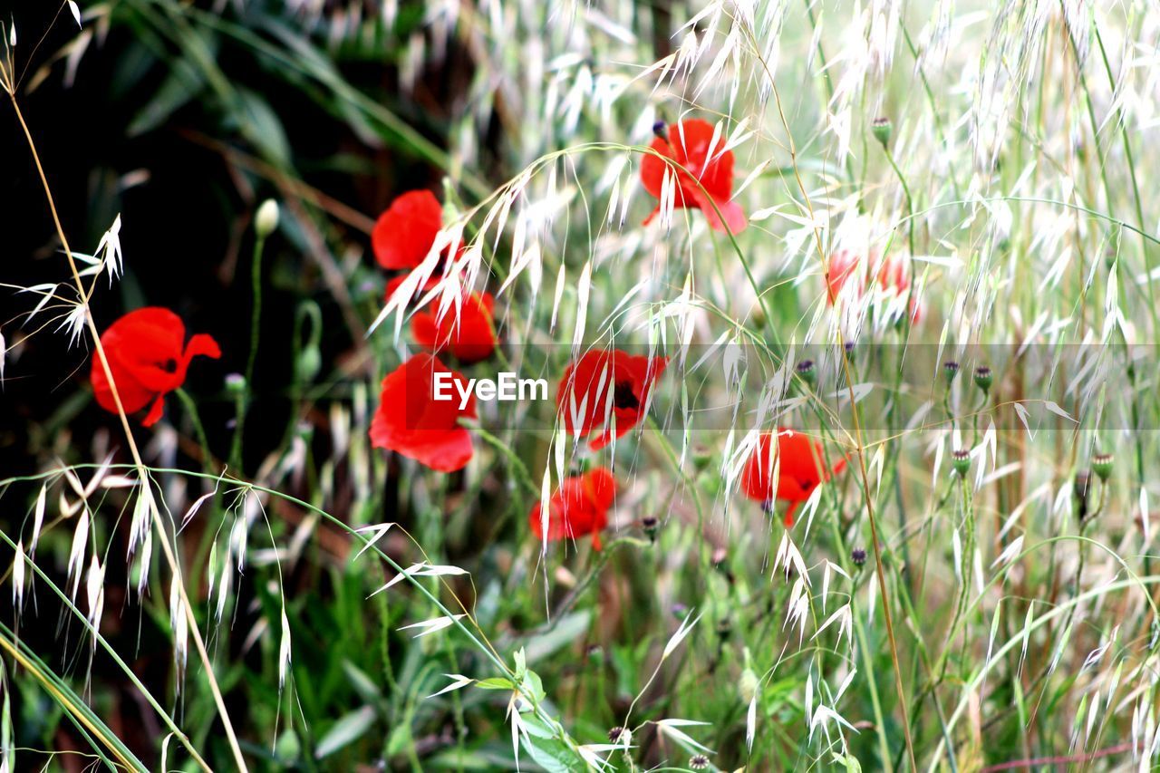 CLOSE-UP OF RED POPPIES ON FIELD