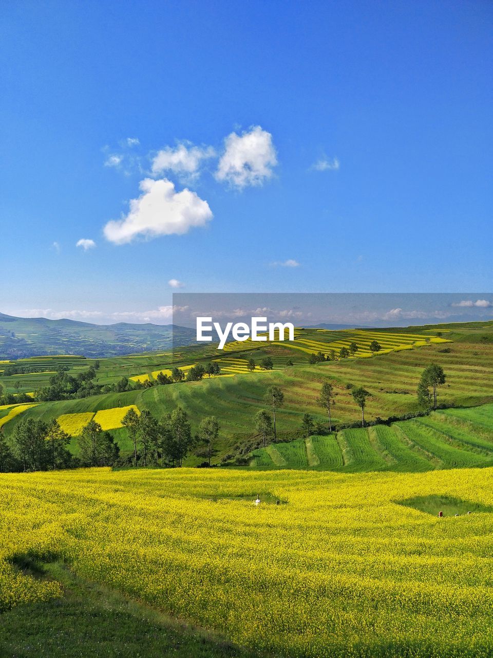 SCENIC VIEW OF FARM AGAINST SKY