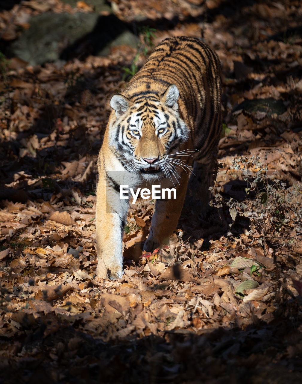 animal, animal themes, animal wildlife, tiger, wildlife, mammal, one animal, big cat, feline, cat, nature, carnivore, no people, carnivora, felidae, portrait, striped, outdoors, walking, land, animal markings, animals hunting