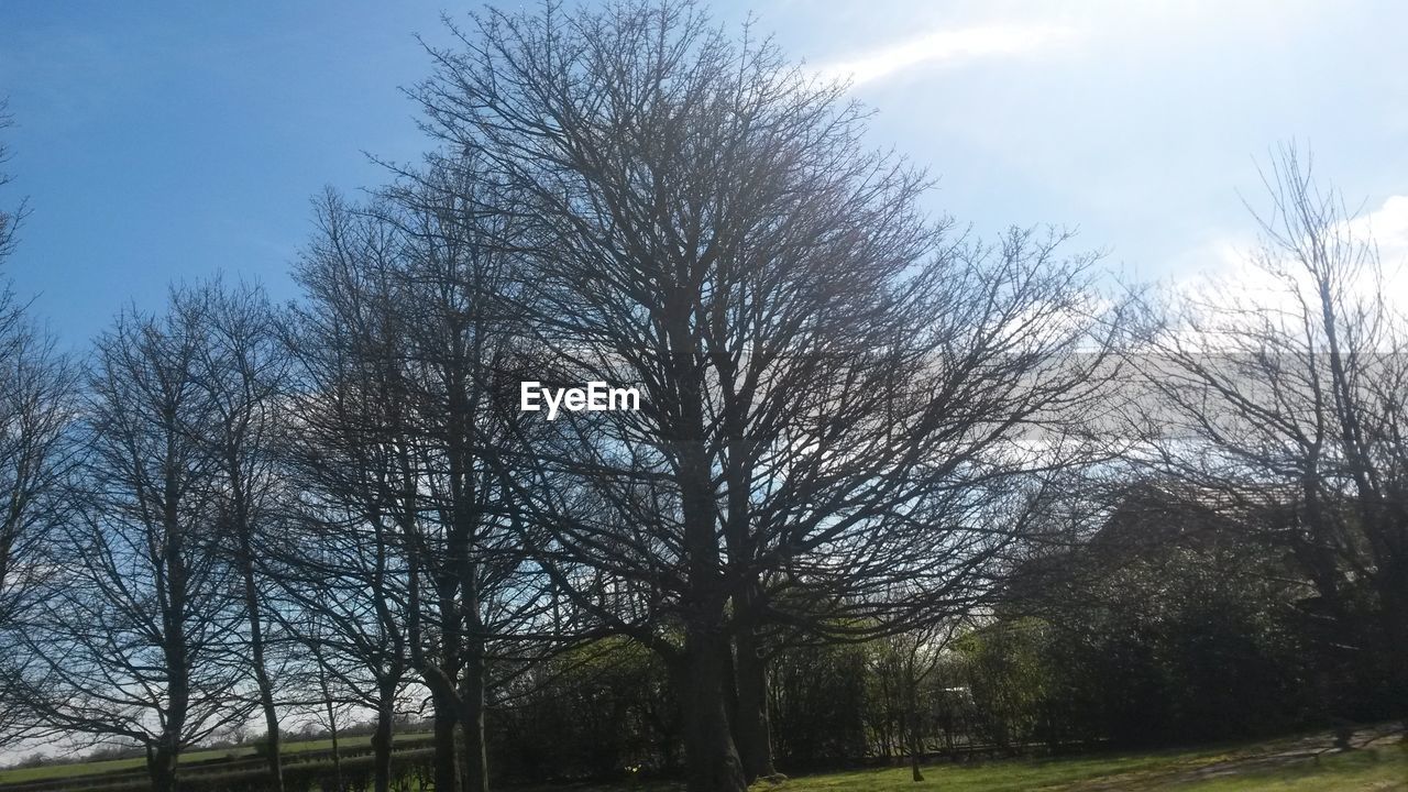 TREES ON FIELD