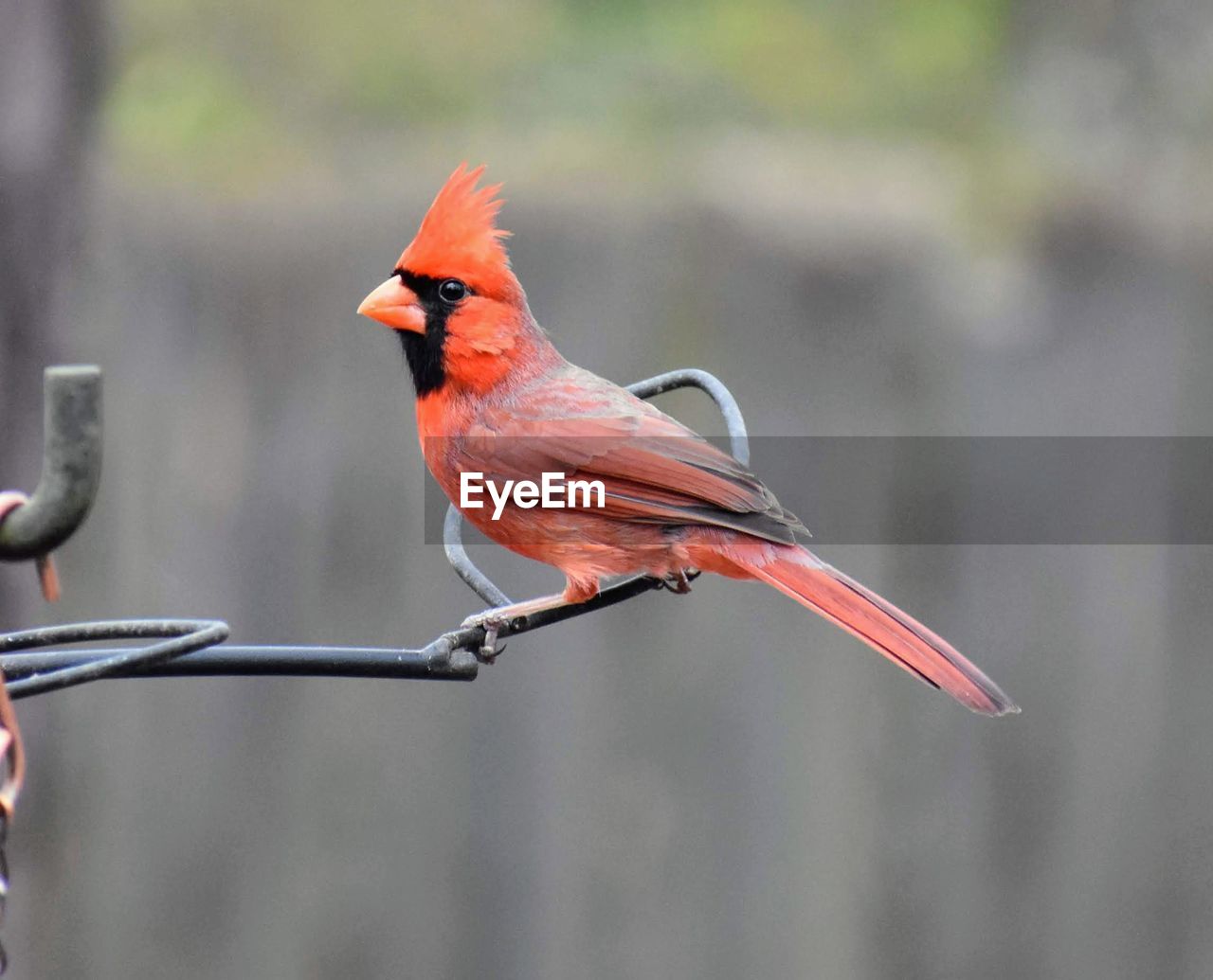 Close-up of cardinal perching on metal