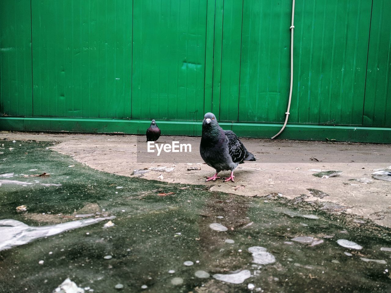 BIRD PERCHING ON GREEN WALL