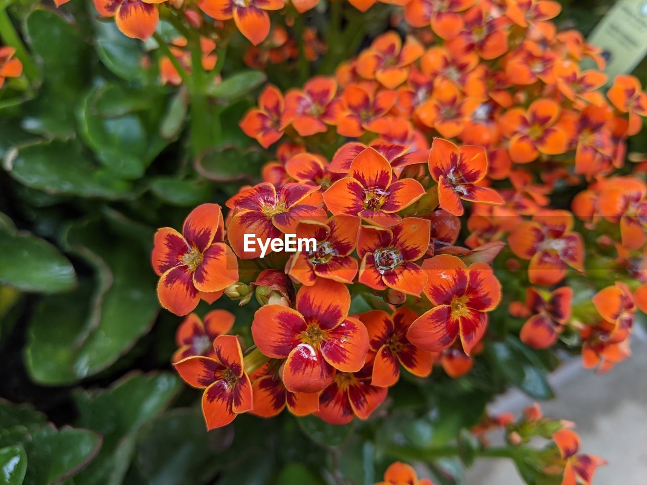 Beautiful orange flowers