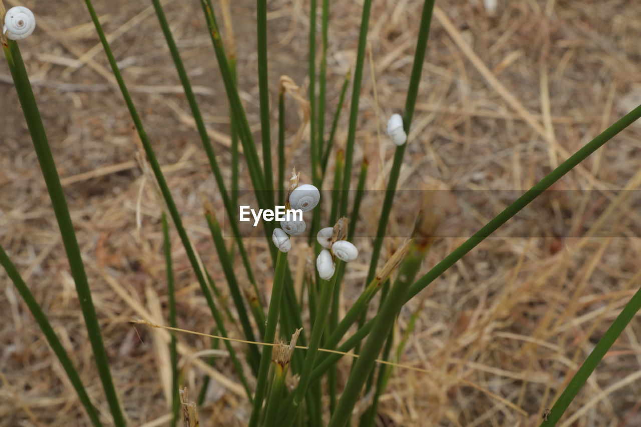 HIGH ANGLE VIEW OF WHITE FLOWER IN FIELD