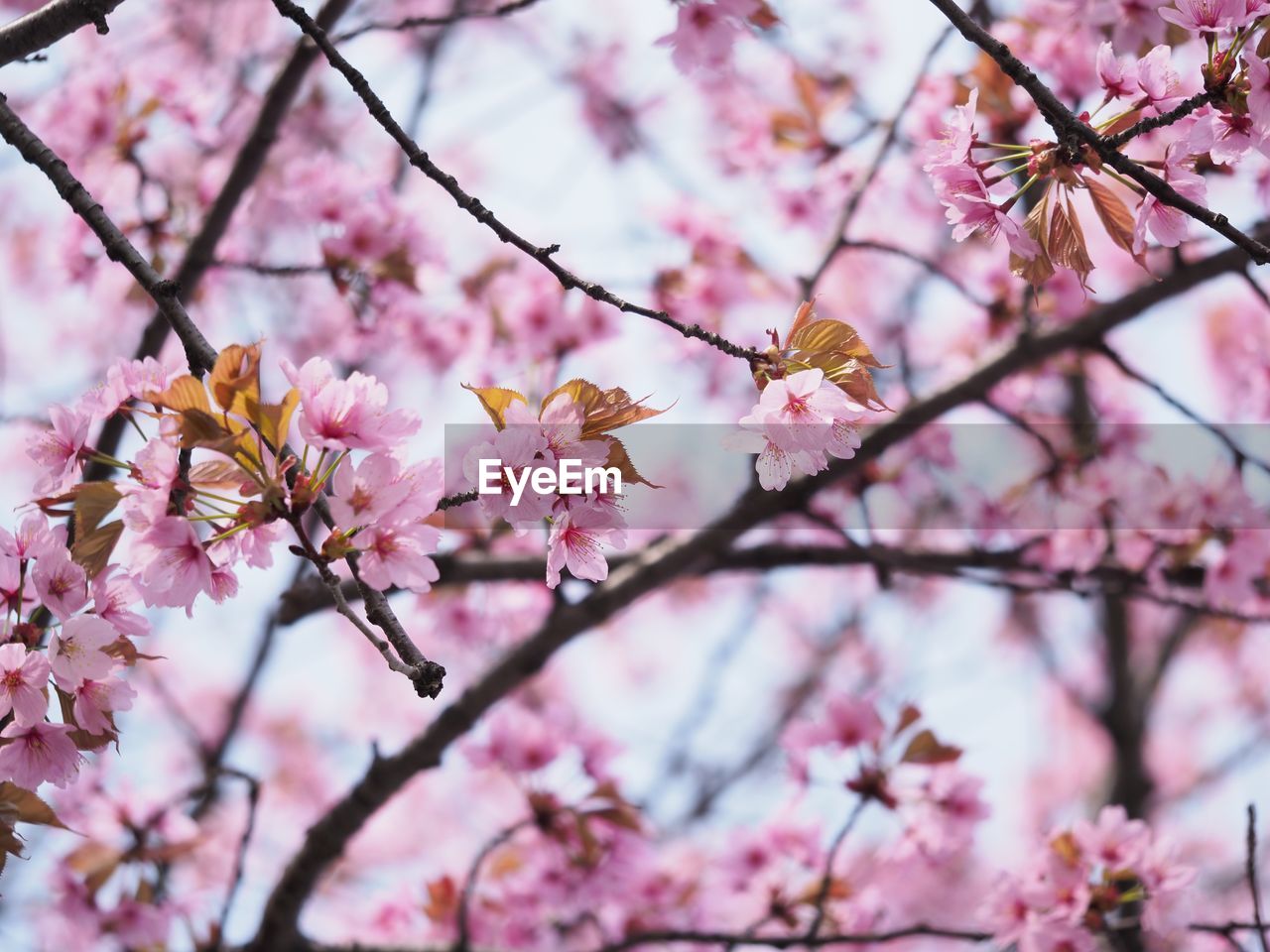 Close-up of cherry blossom