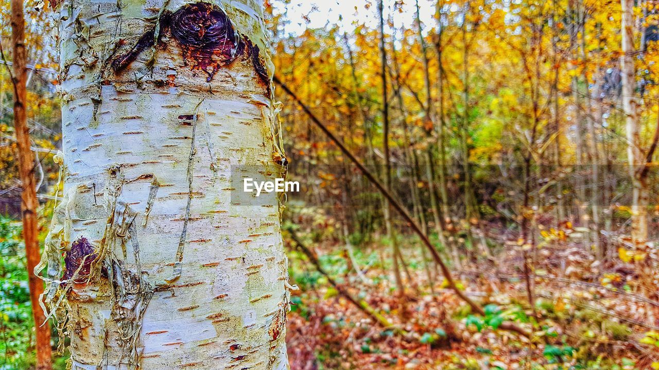 Close-up of tree trunk in forest